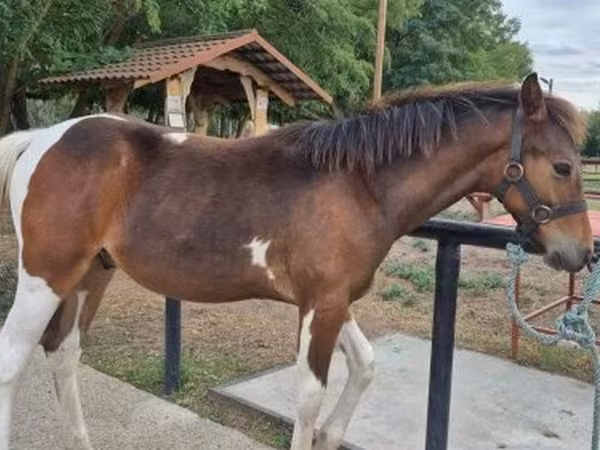 حصان, Hungarian horse breed
