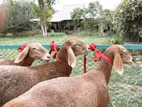 Brebis, Arashan sheep — photo 2