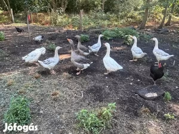 Geese — Magyarország