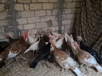 Guinea fowl — photo 1