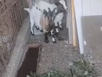 Kozel, Dutch Landrace goats — foto 2