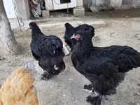 براهما — الصورة 4