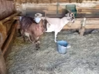 母山羊, Goats — 照片 6