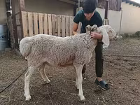 Schafe (Partie, Geschlecht nicht angegeben), Arashan sheep — Foto 8