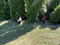Turkeys — photo 5