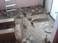 Quails — 3. fotó