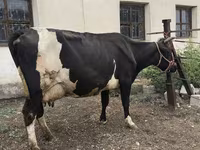 Vaca, Russian Black pied cattle — foto 7