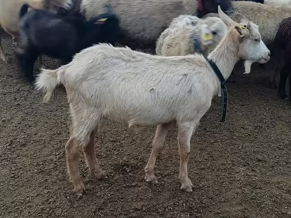 Коза, Альпийская коза