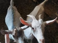 Cabras (lote, sexo no especificado), Cabras — foto 3