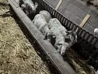 母羊, Sheep — 照片 4