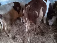 Toro, Simmental cattle — foto 5