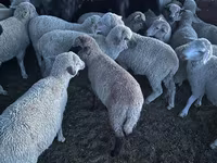 Schaf, Merino sheep — Foto 2