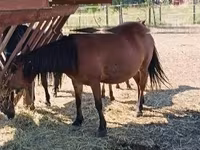 Kůň, Koně — foto 2