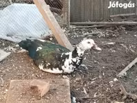Ducks — الصورة 3