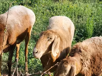 Brebis, Rhon sheep — photo 4