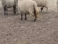 भेड़, Merino sheep — फ़ोटो 2