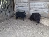 母羊, Baerchuke sheep — 照片 2