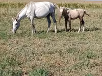 Madyan, Percheron — foto 2