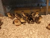 Ducks — foto 2