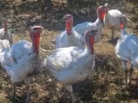 Turkeys — 1. fotó