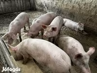 Boar, Pigs — photo 5