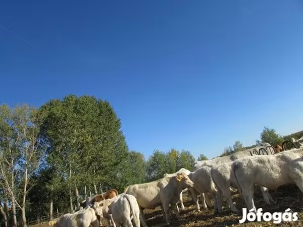 Bika, Charolais cattle