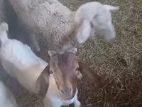 公羊, Sheep — 照片 2