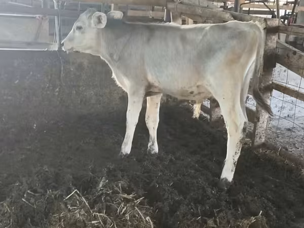 Byk, Swiss cattle
