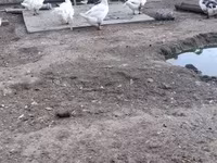 Chickens — 3-сурет