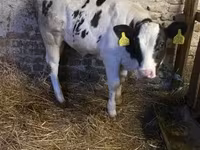 Cow, Holstein breed — photo 2