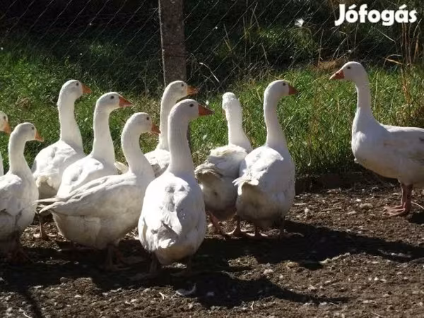 Geese — Magyarország