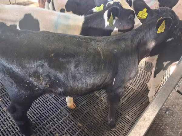 Vaca, Russian Black pied cattle