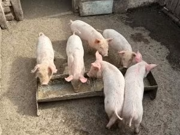 Süldőanya, Sertések — Magyarország