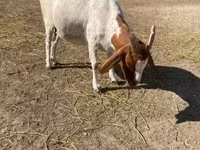 母山羊, Boer goat — 照片 5