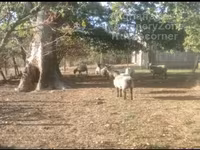 Qoyun, Vendee sheep — foto 2