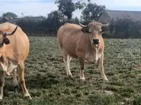 Tehén, Aubrac cattle — 1. fotó