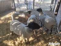 Kos, White Suffolk sheep — 5. fotó
