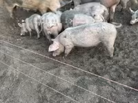 मादा सूअर, सूअर — फ़ोटो 4