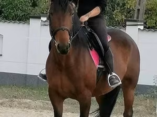 母马, Hungarian horse breed