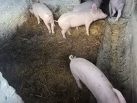 Pigs (batch, sex not specified), Крупная белая — photo 4