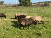 母羊, Sheep — 照片 2