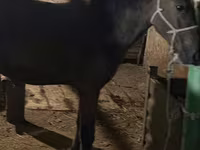 母马, Horses — 照片 4