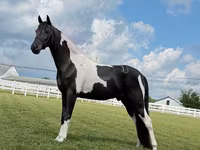 घोड़ा, Tennessee Walking Horse — फ़ोटो 6