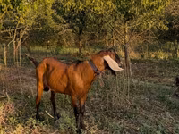 Bode, Nubian Goat — foto 2