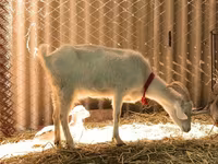 Kecskék (tétel, nem megadva), Pomellata goat — 8. fotó
