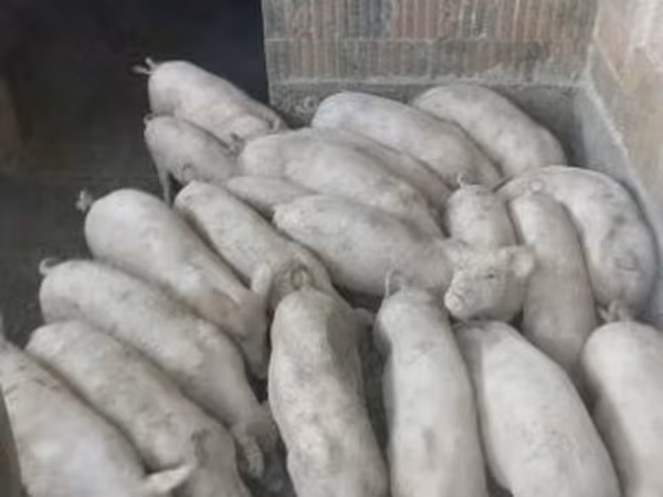 Kan, Крупная белая