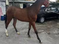 Hing, Akhal-Teke — 2. fotó