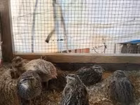 Quails — 照片 7