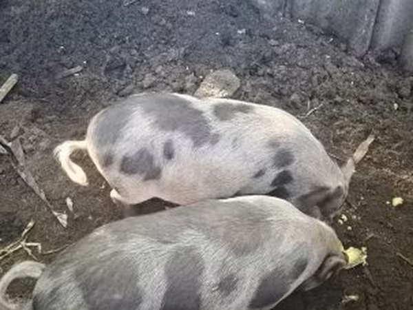 Pigs (batch, sex not specified), Pigs — Hungary