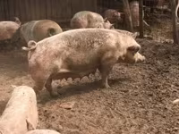 Säue, Schweine — Foto 5